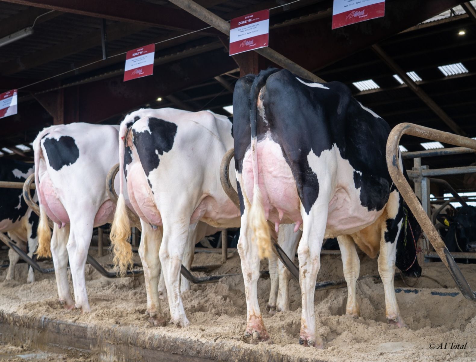 Impressive openday at Anderstrup Holsteins